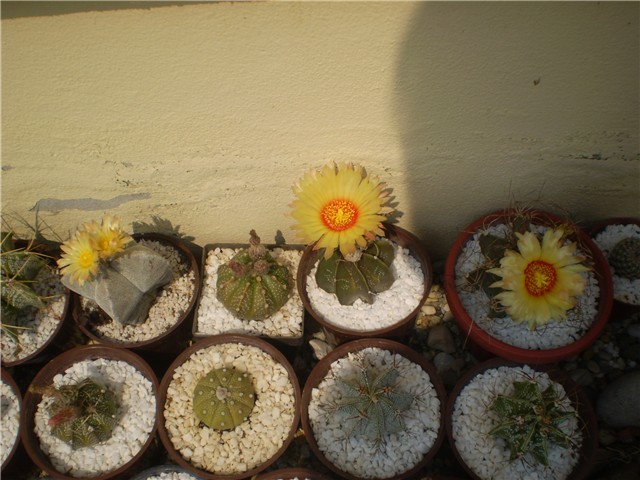 kaktus